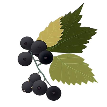 Black-Currant-Fruit-Cali-Count-472x47x-PNG
