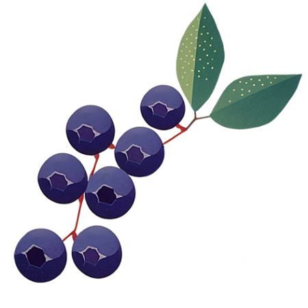 Blue-Berry-Fruit-Cali-Count-472x47x-PNG