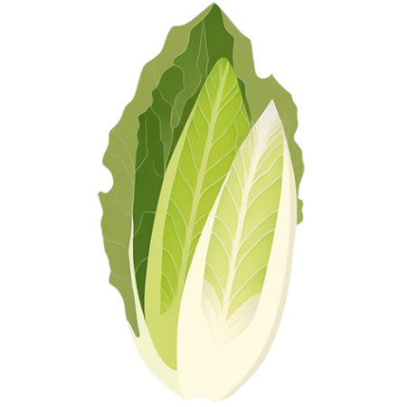 Chicory-Vegetable-Cali-Count-472x47x-PNG