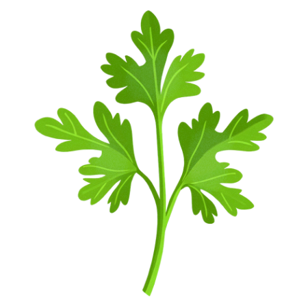 Cilantro-Coriander-Herbs-Cali-Count-472x472x-PNG