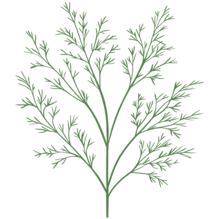 Dille-Herbs-Cali-Count-472x472x-PNG