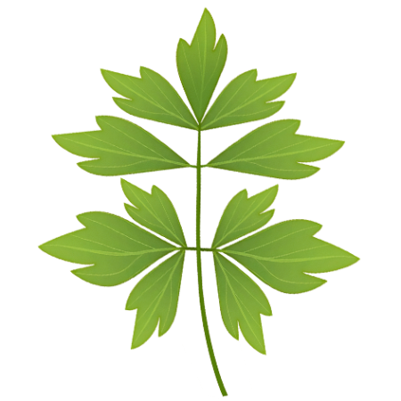 Lovage-Herbs-Cali-Count-472x472x-PNG