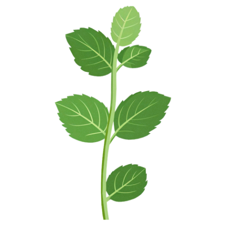 Mintl-Herbs-Cali-Count-472x472x-PNG