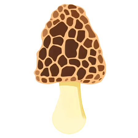 Morel-Vegetable-Cali-Count-472x47x-PNG