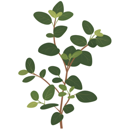 Oregano-Herbs-Cali-Count-472x472x-PNG