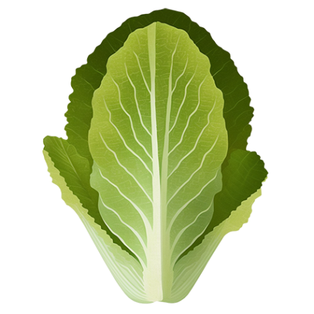 Romaine-Lettuce-Vegetable-Cali-Count-472x47x-PNG
