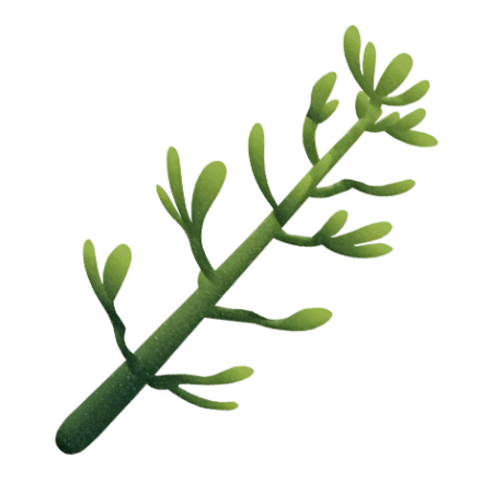Samphire-Seaweed-Vegetable-Cali-Count-472x472x-PNG